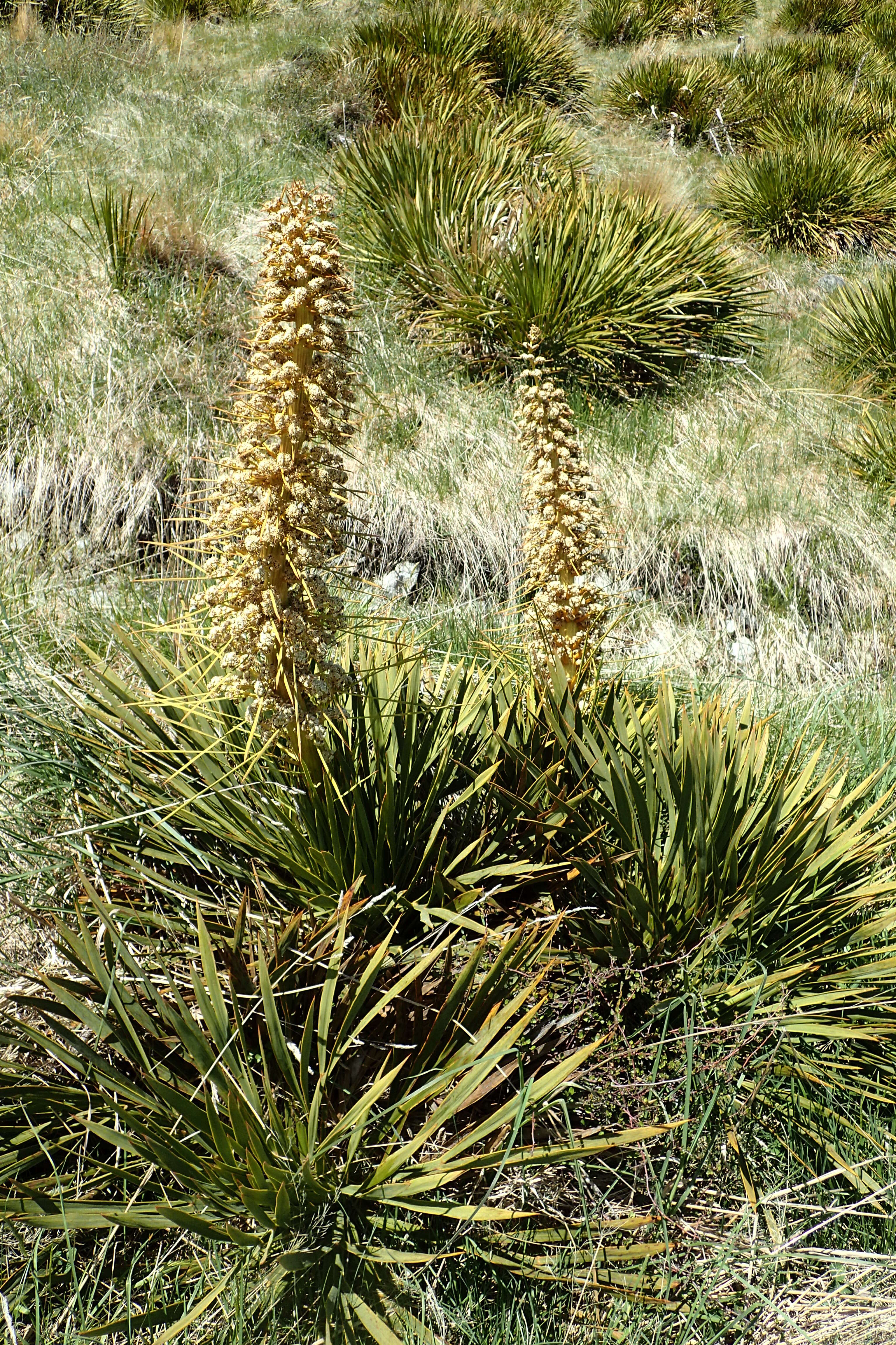 Image of Aciphylla aurea W. R. B. Oliv.