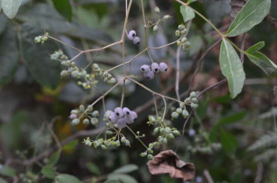 Polyscias sambucifolia (Sieber ex DC.) Harms resmi