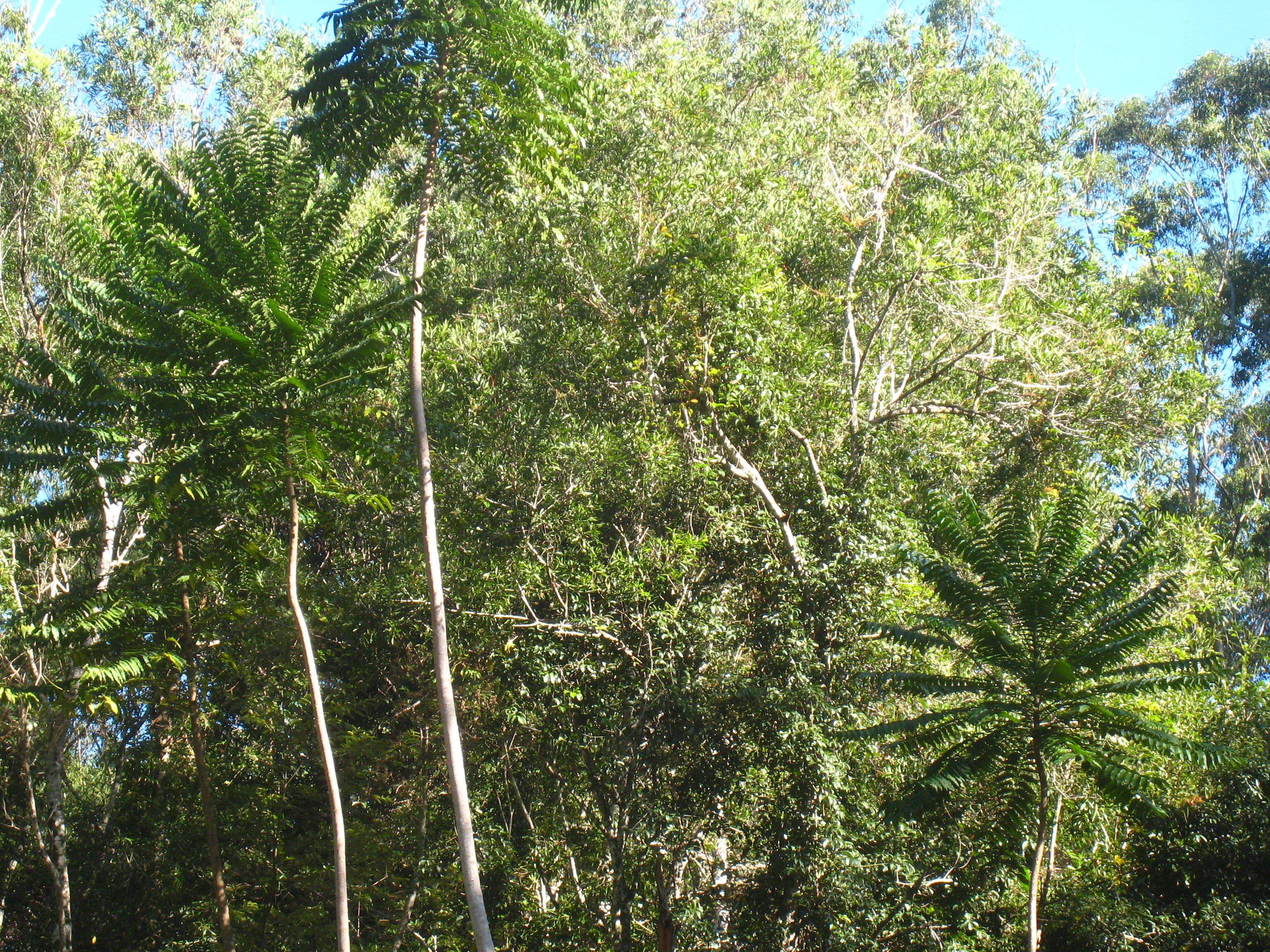 Image of Polyscias murrayi (F. Muell.) Harms