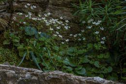 Image of round-leaved saxifrage