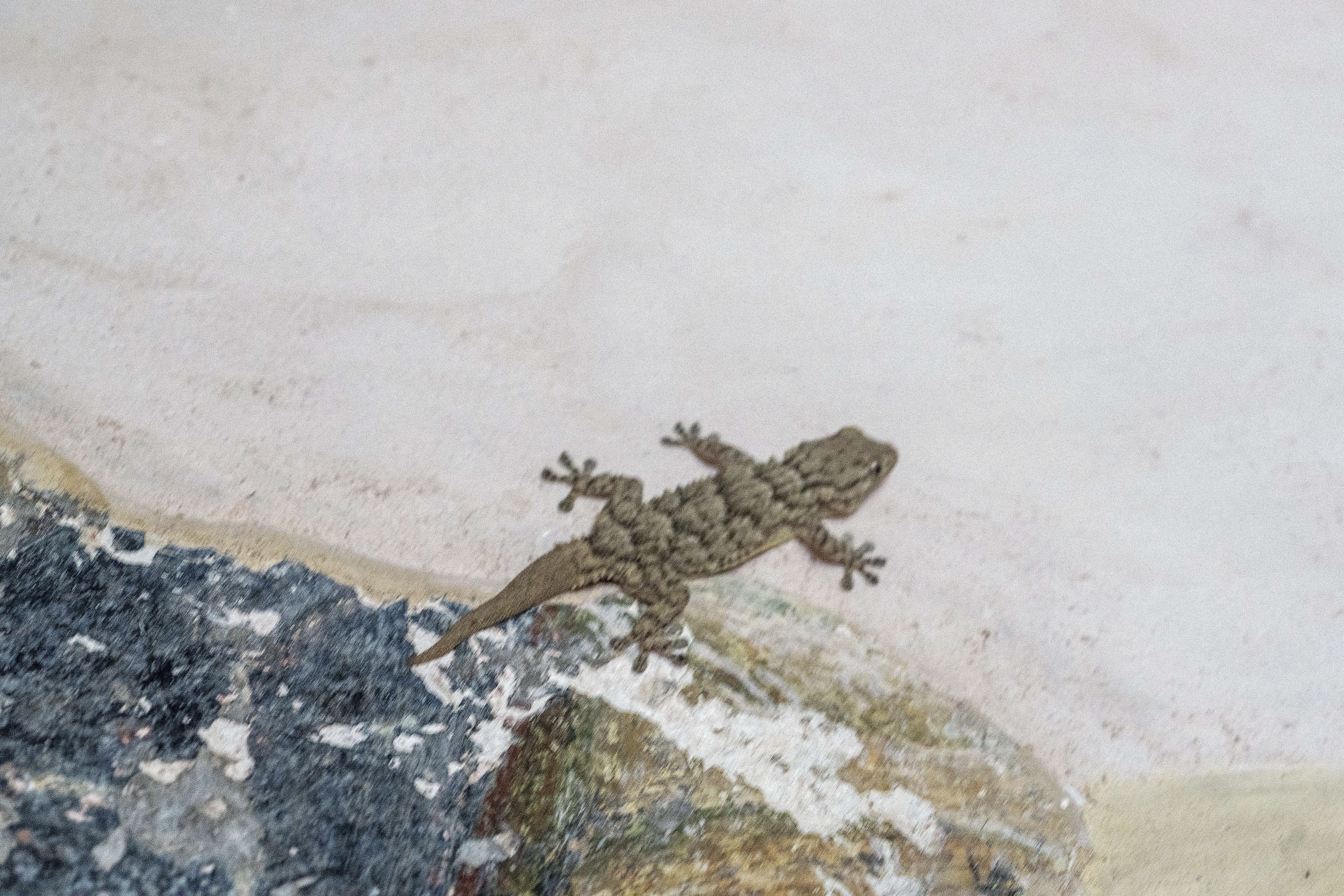 Image of Common Wall Gecko