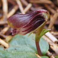 Image of Swamp helmet orchid