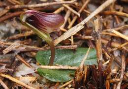 Image of Swamp helmet orchid