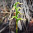 Image of Genoplesium cornutum (D. L. Jones) J. M. H. Shaw