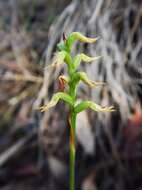 Image of Genoplesium cornutum (D. L. Jones) J. M. H. Shaw