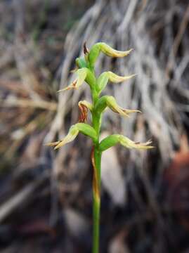 Image of Genoplesium cornutum (D. L. Jones) J. M. H. Shaw