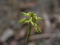 Image of Genoplesium cornutum (D. L. Jones) J. M. H. Shaw