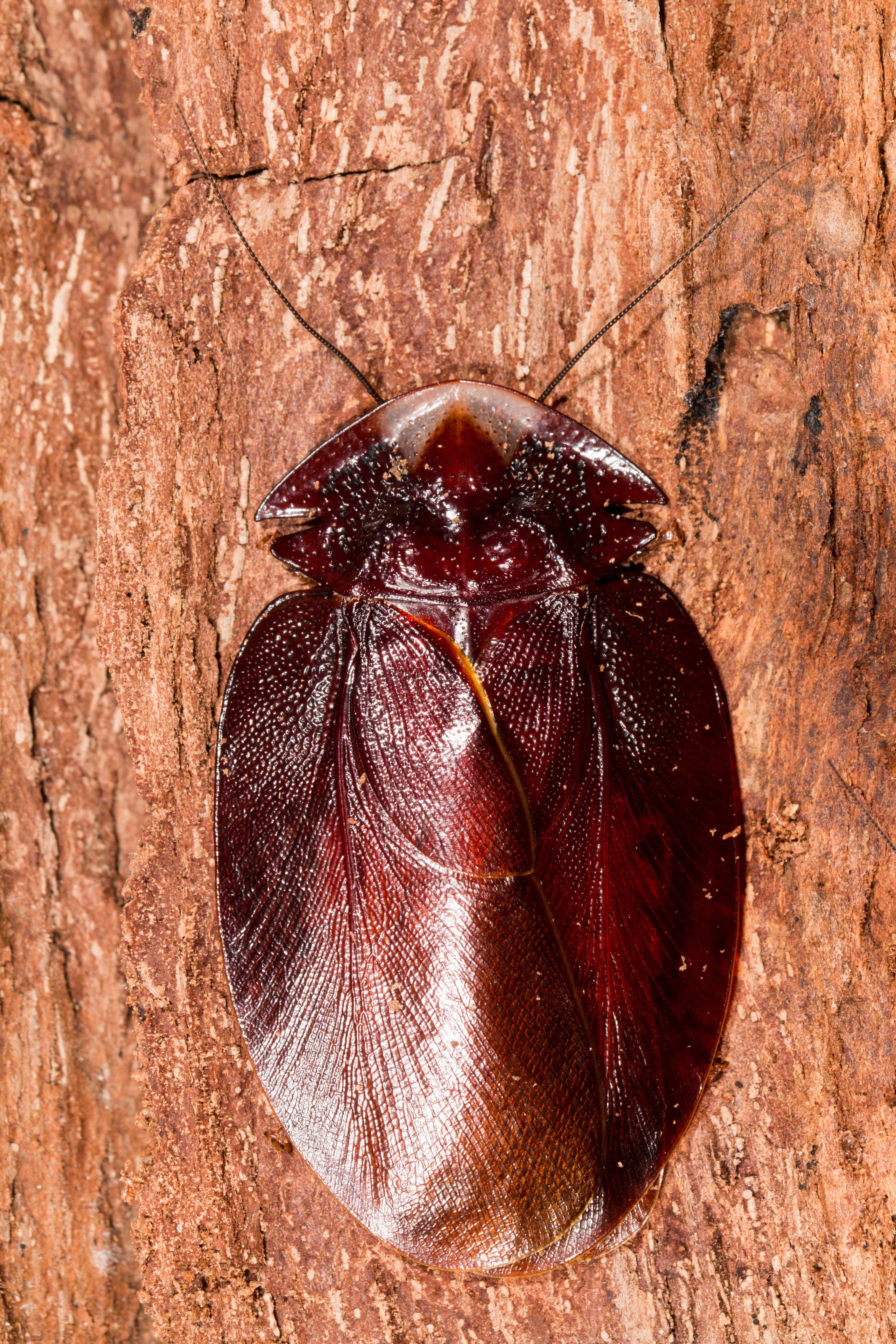 Image of Schizopilia fissicollis (Serville 1838)