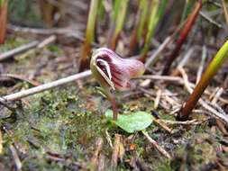 Image of Swamp helmet orchid