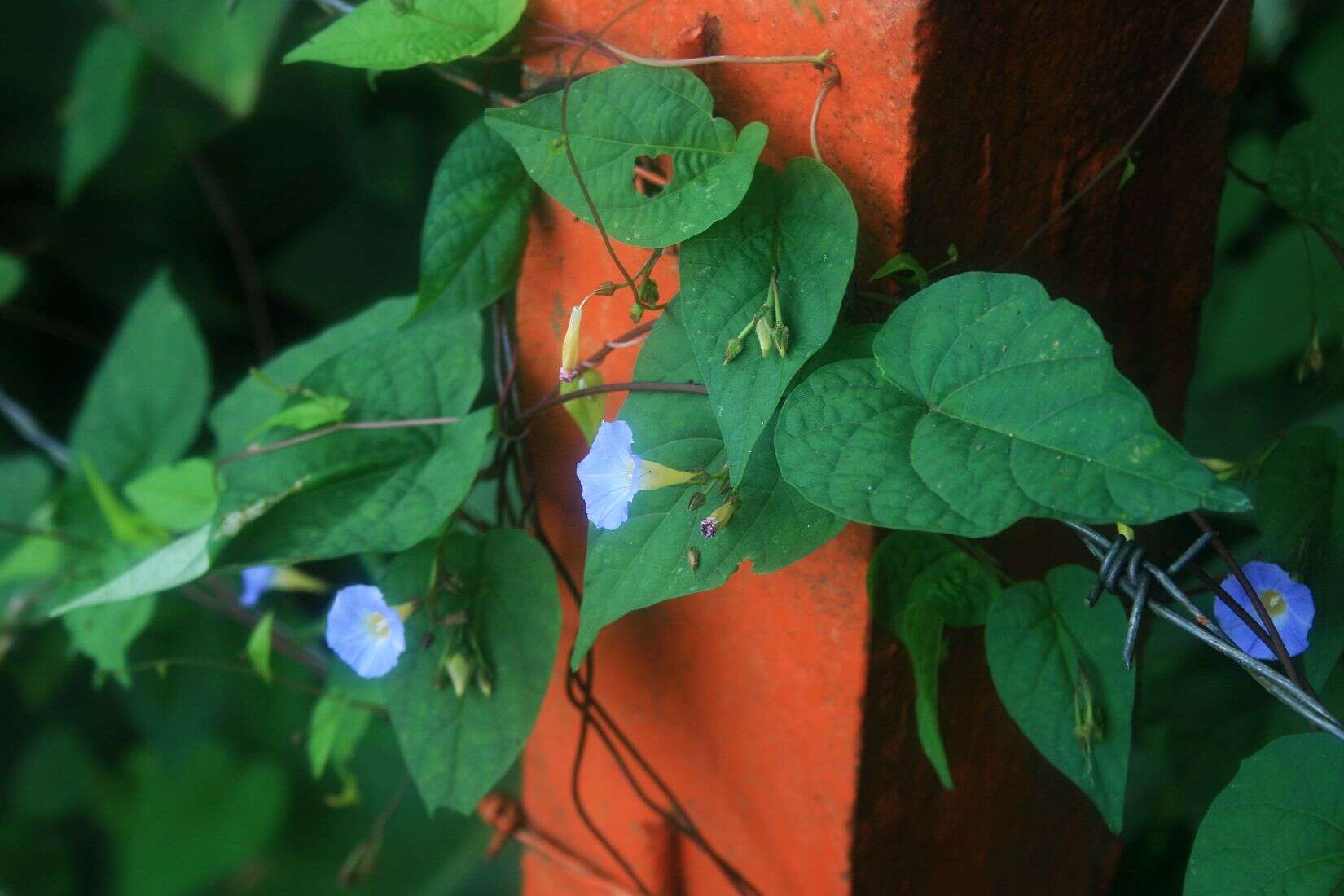 Image of Ipomoea aristolochiifolia (Kunth) G. Don