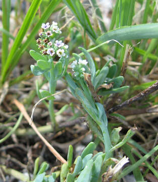 Image of salt heliotrope