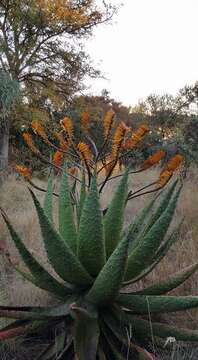 Image of Mountain aloe