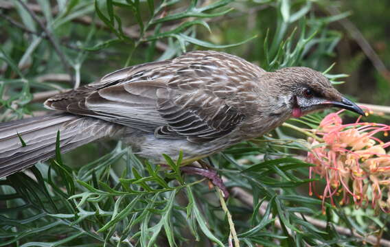 Image of Red Wattlebird