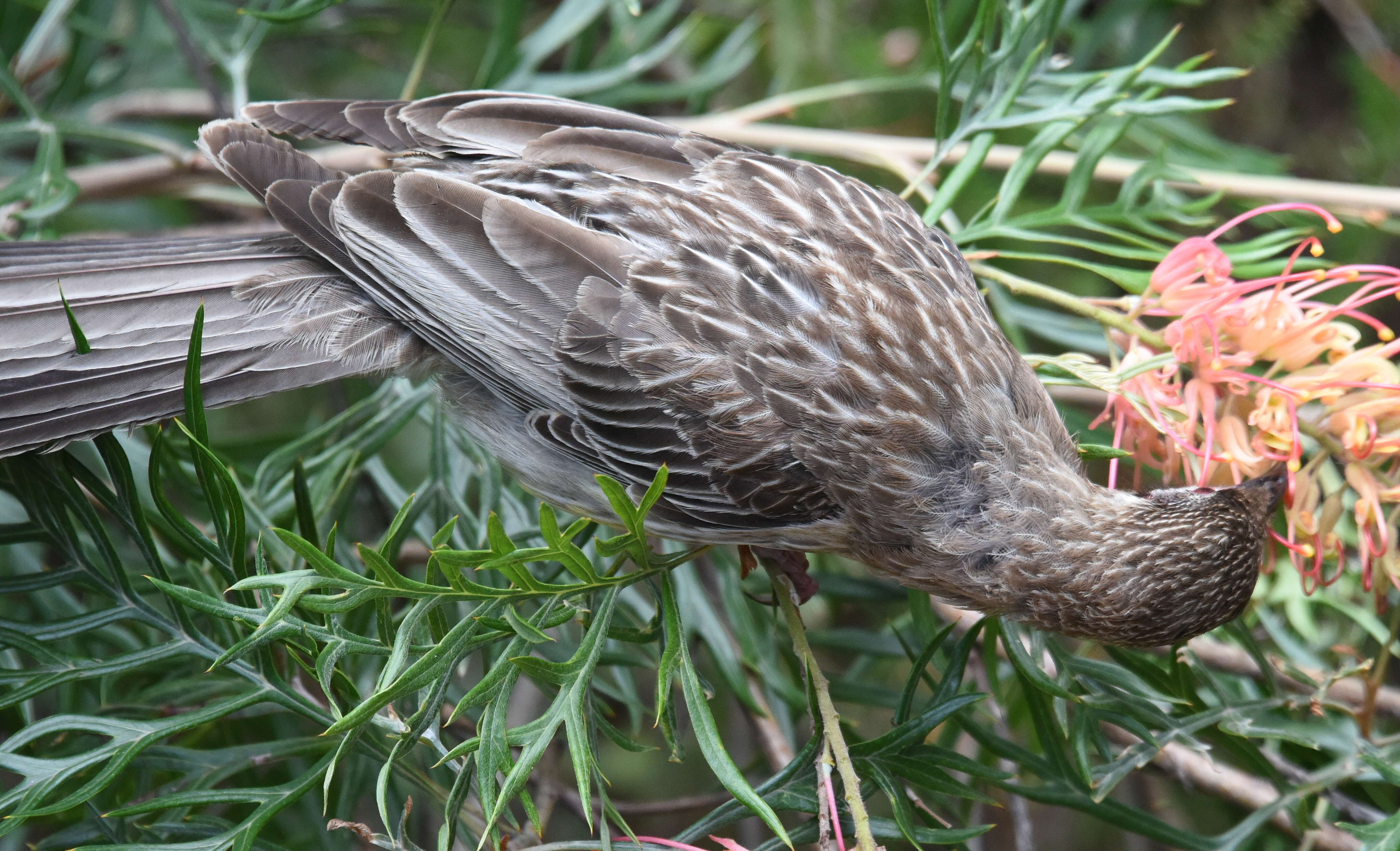 Image of Red Wattlebird