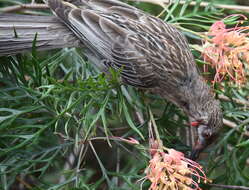 Image of Red Wattlebird