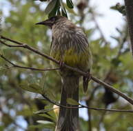 Image of Red Wattlebird