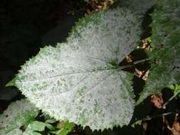 Erysiphe cruciferarum Opiz ex L. Junell 1967 resmi