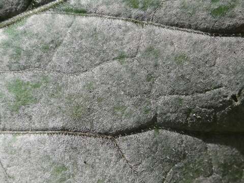 Слика од Erysiphe cruciferarum Opiz ex L. Junell 1967