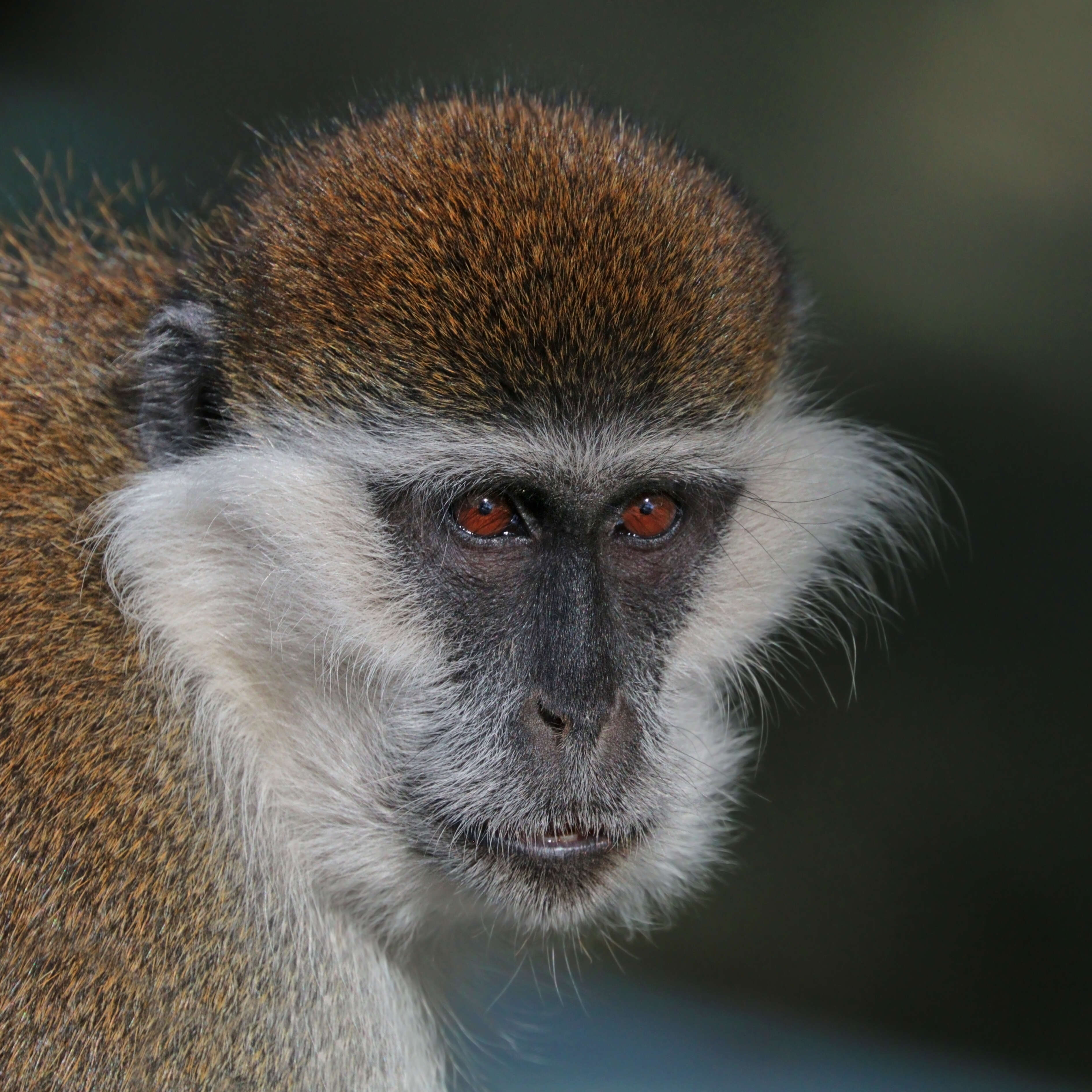 Image of vervet monkey