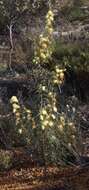 Image of Banksia acanthopoda (A. S. George) A. R. Mast & K. R. Thiele