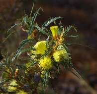 Image of Banksia acanthopoda (A. S. George) A. R. Mast & K. R. Thiele