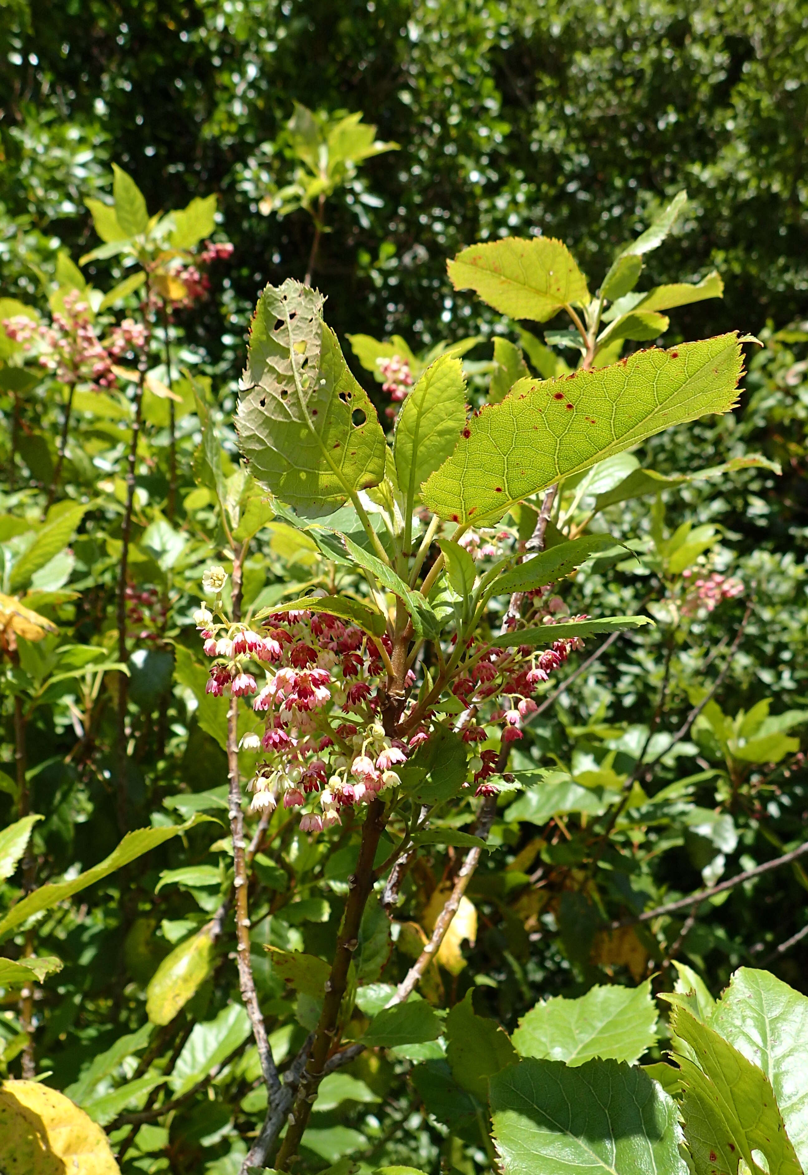 Image of wineberry