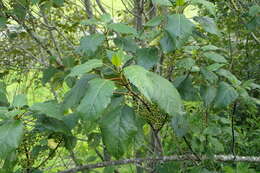 Image of wineberry