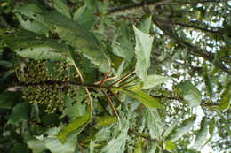 Image of wineberry