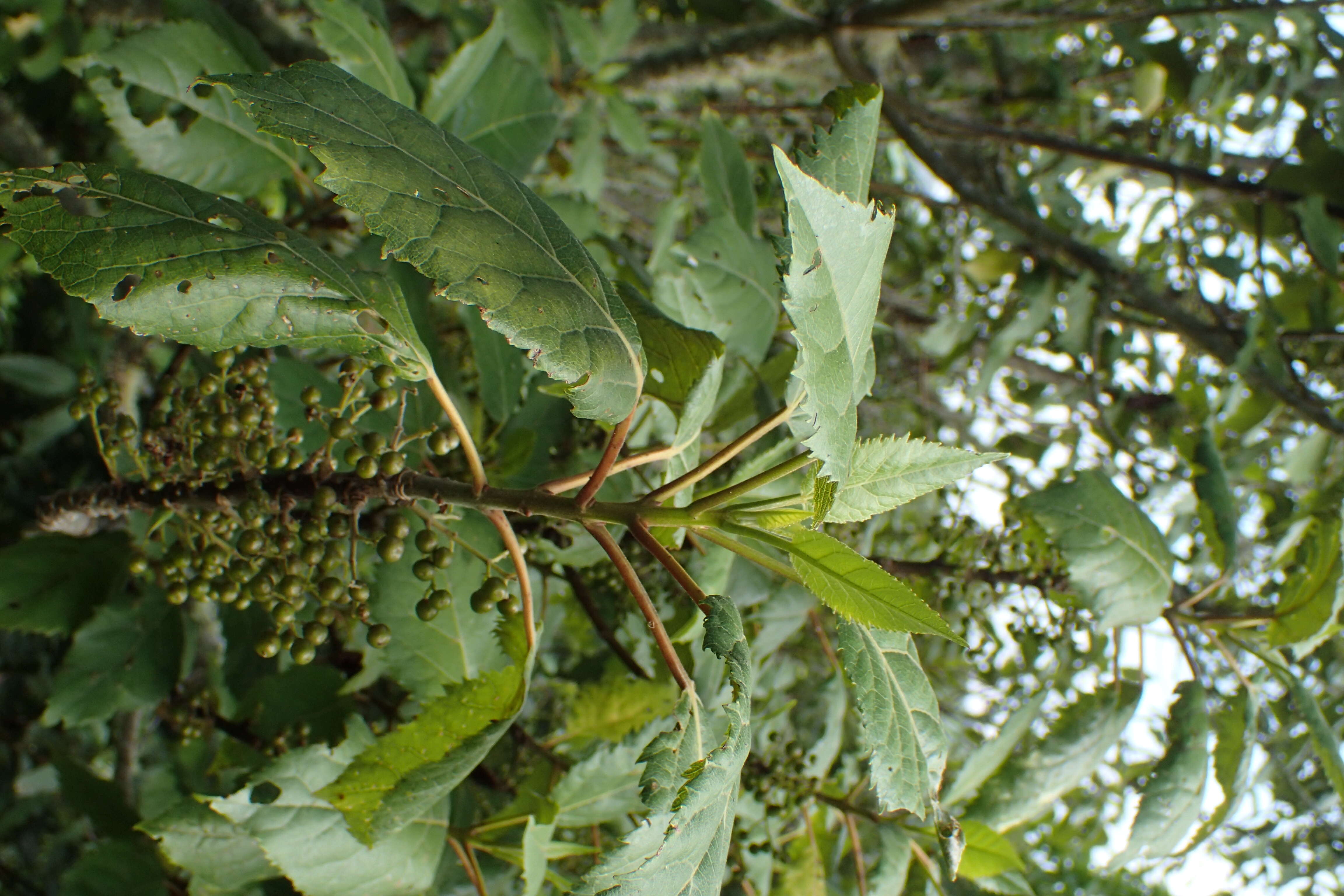 Image of wineberry