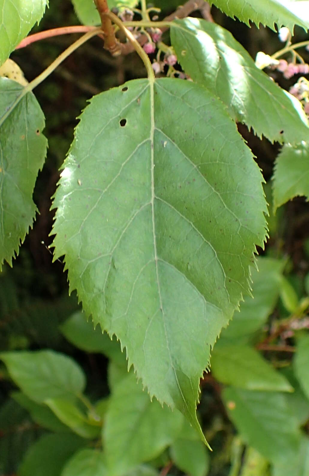 Image of wineberry