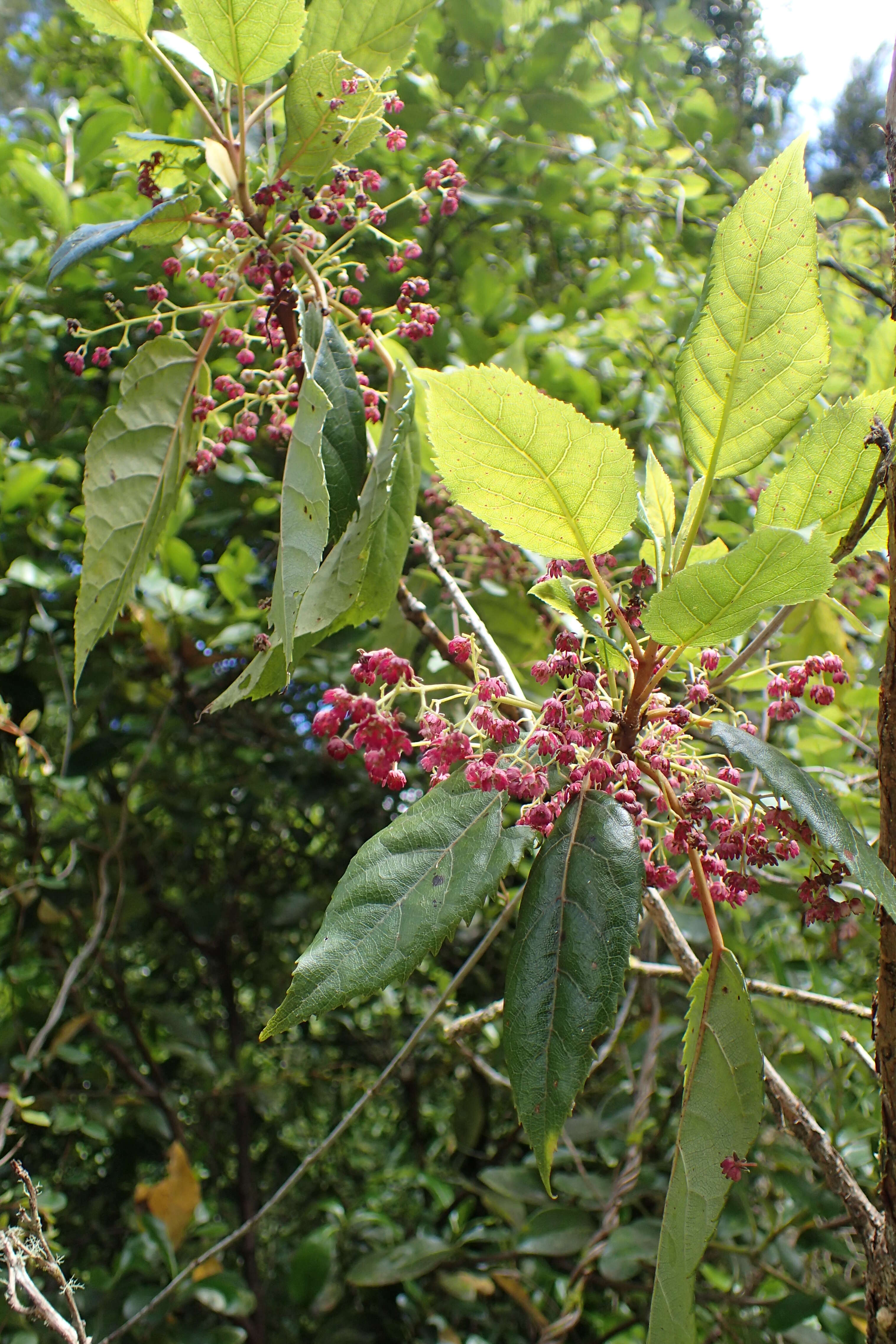 Image of wineberry