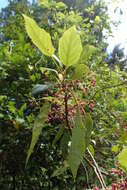 Image of wineberry