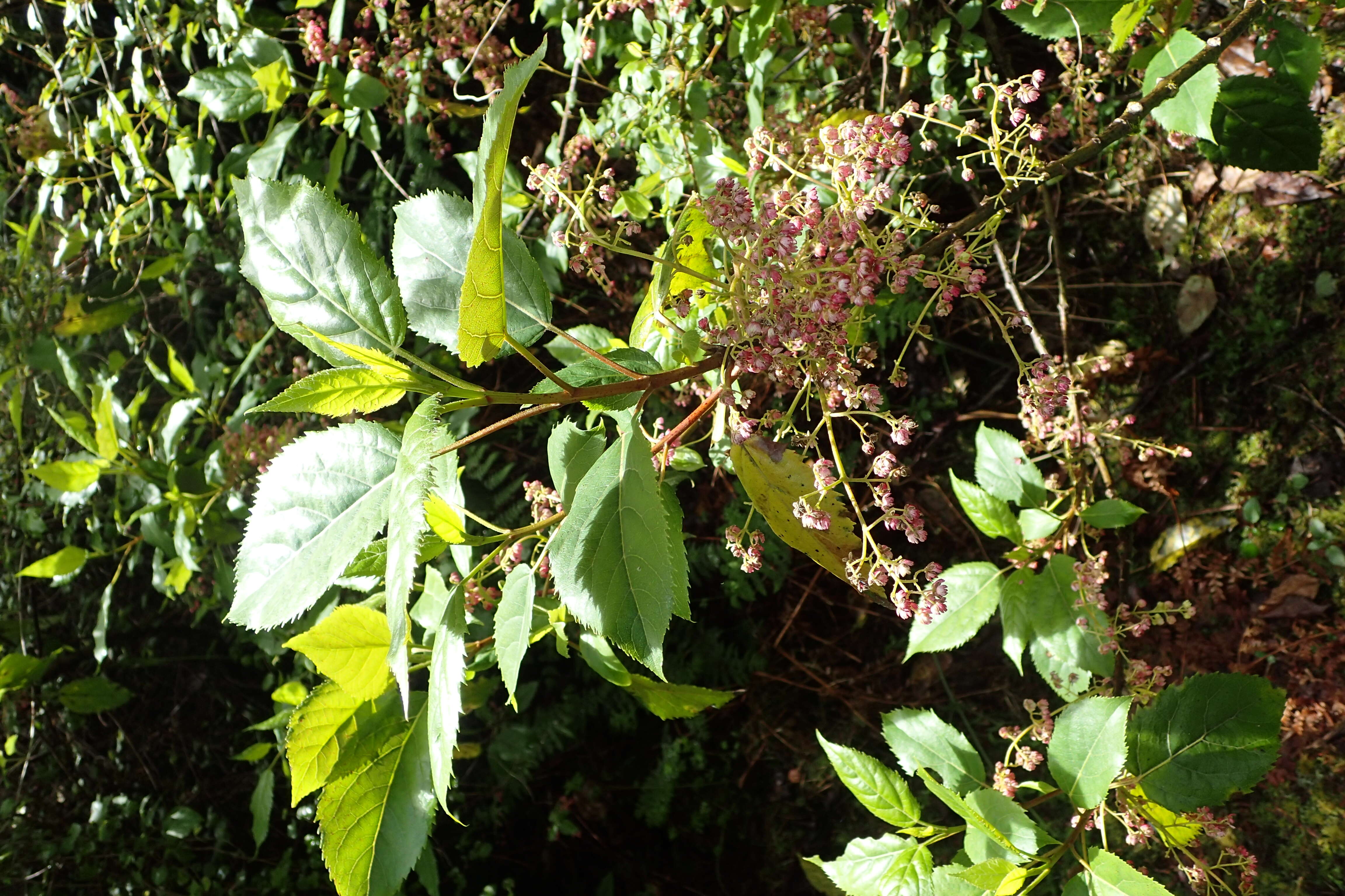 Image of wineberry