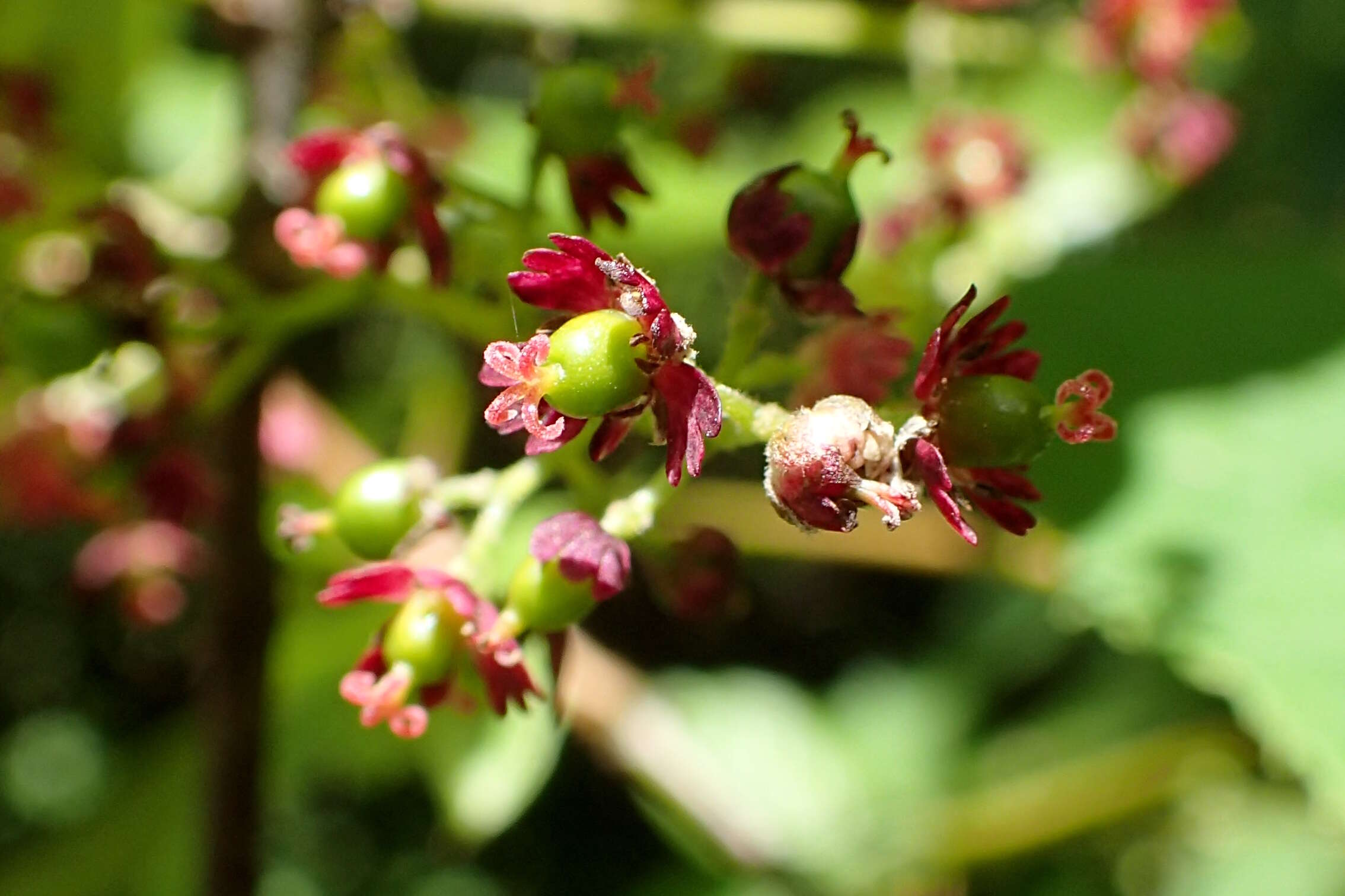 Image of wineberry