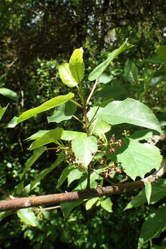 Image of wineberry