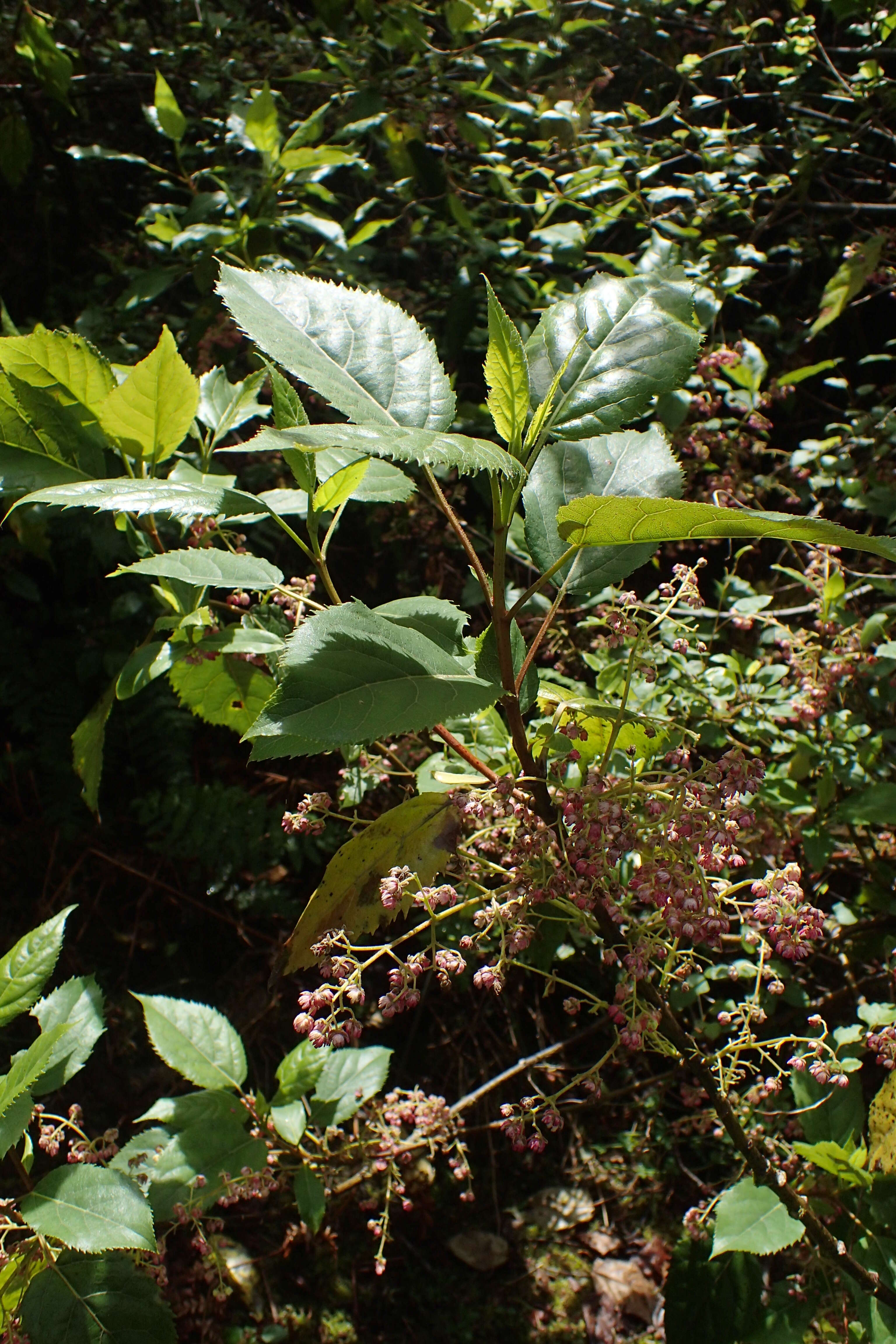 Image of wineberry