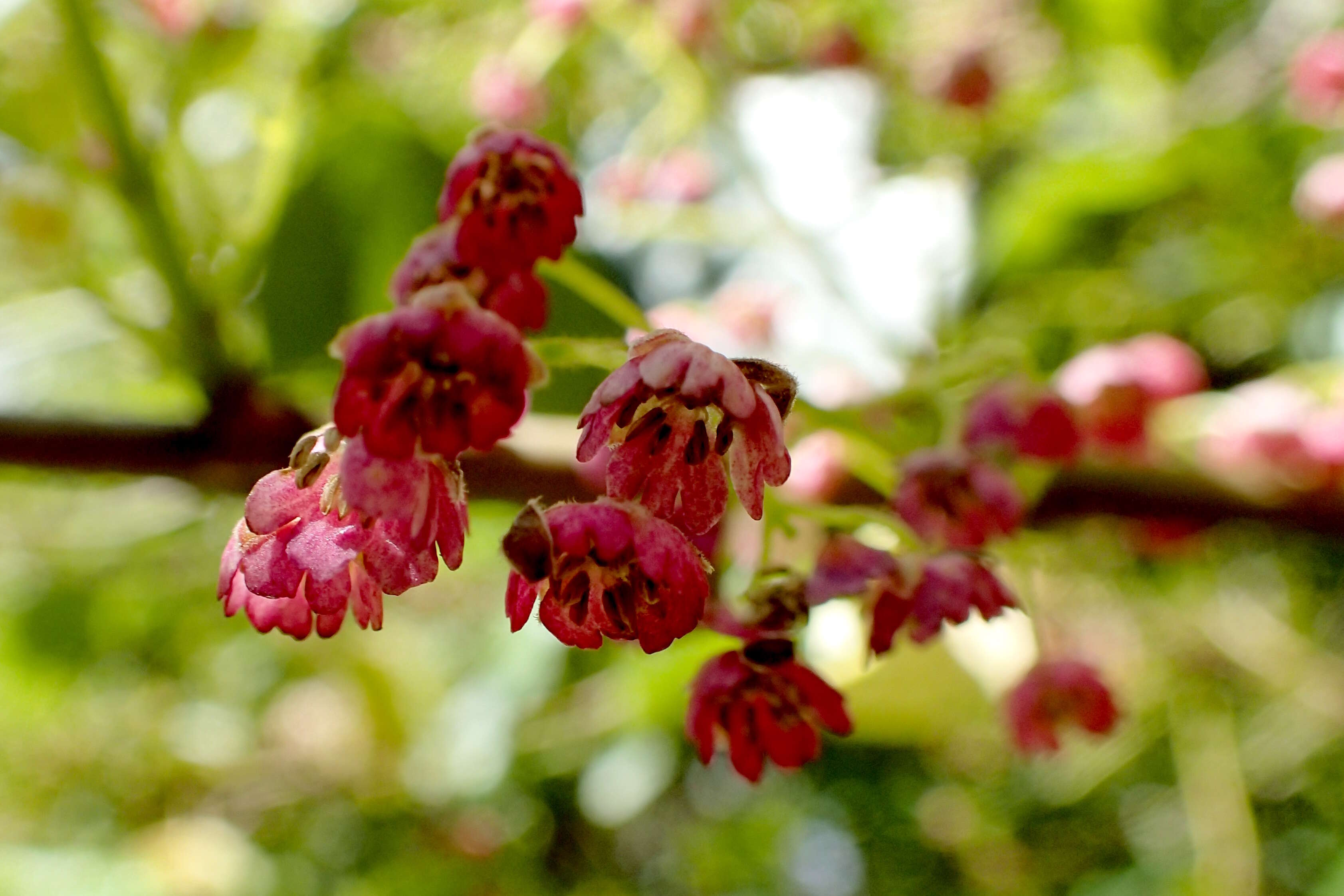 Image of wineberry