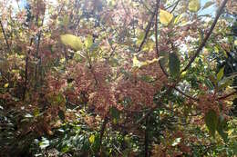 Image of wineberry