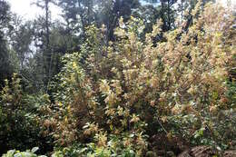 Image of wineberry