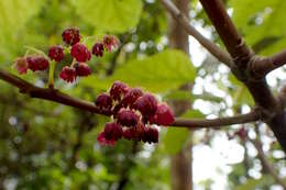 Image of wineberry