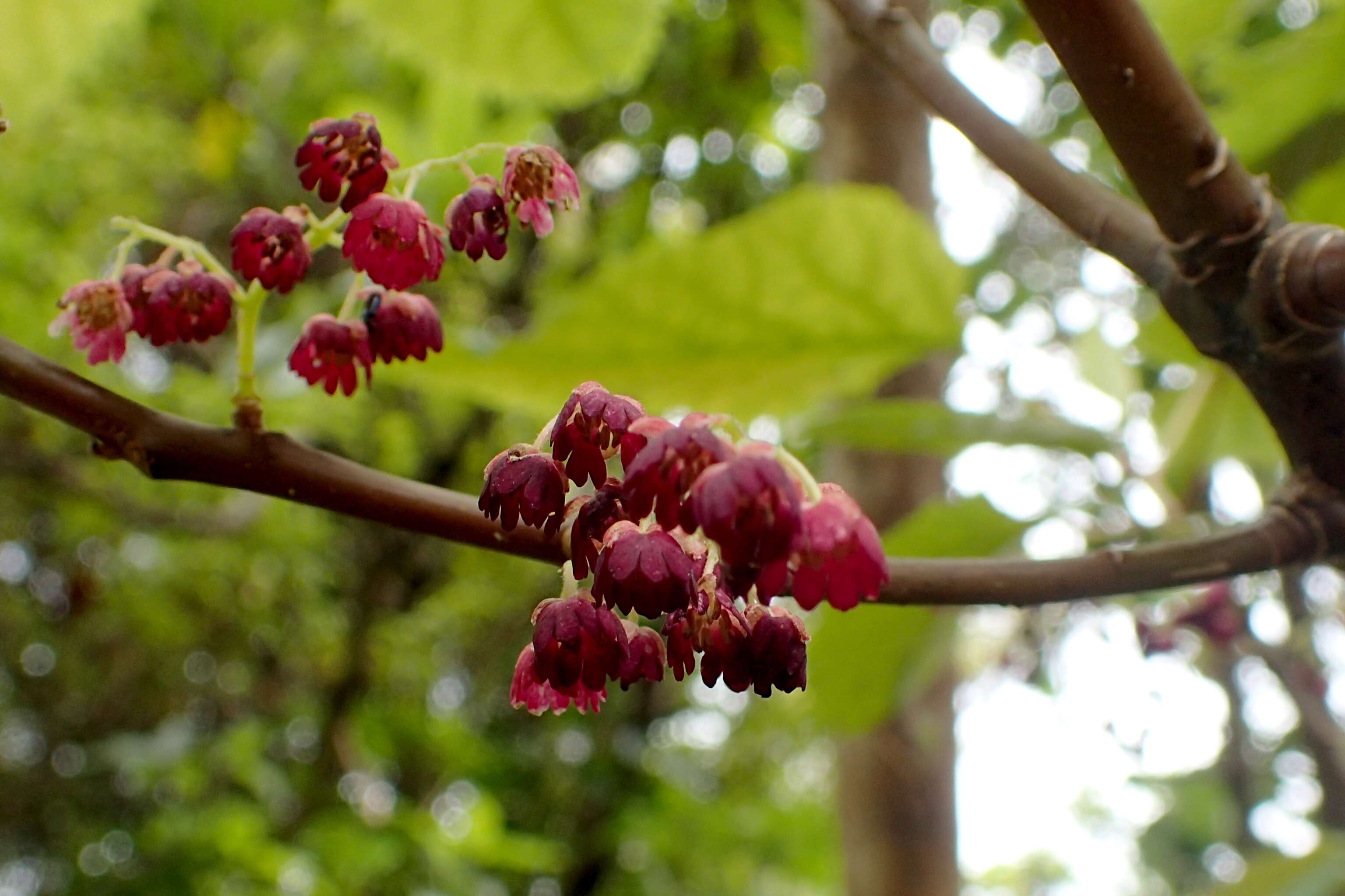 Image of wineberry