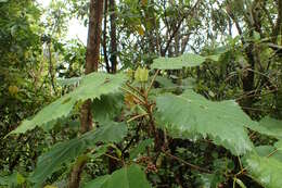 Image of wineberry