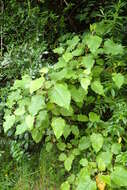 Image of wineberry