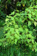 Image of wineberry