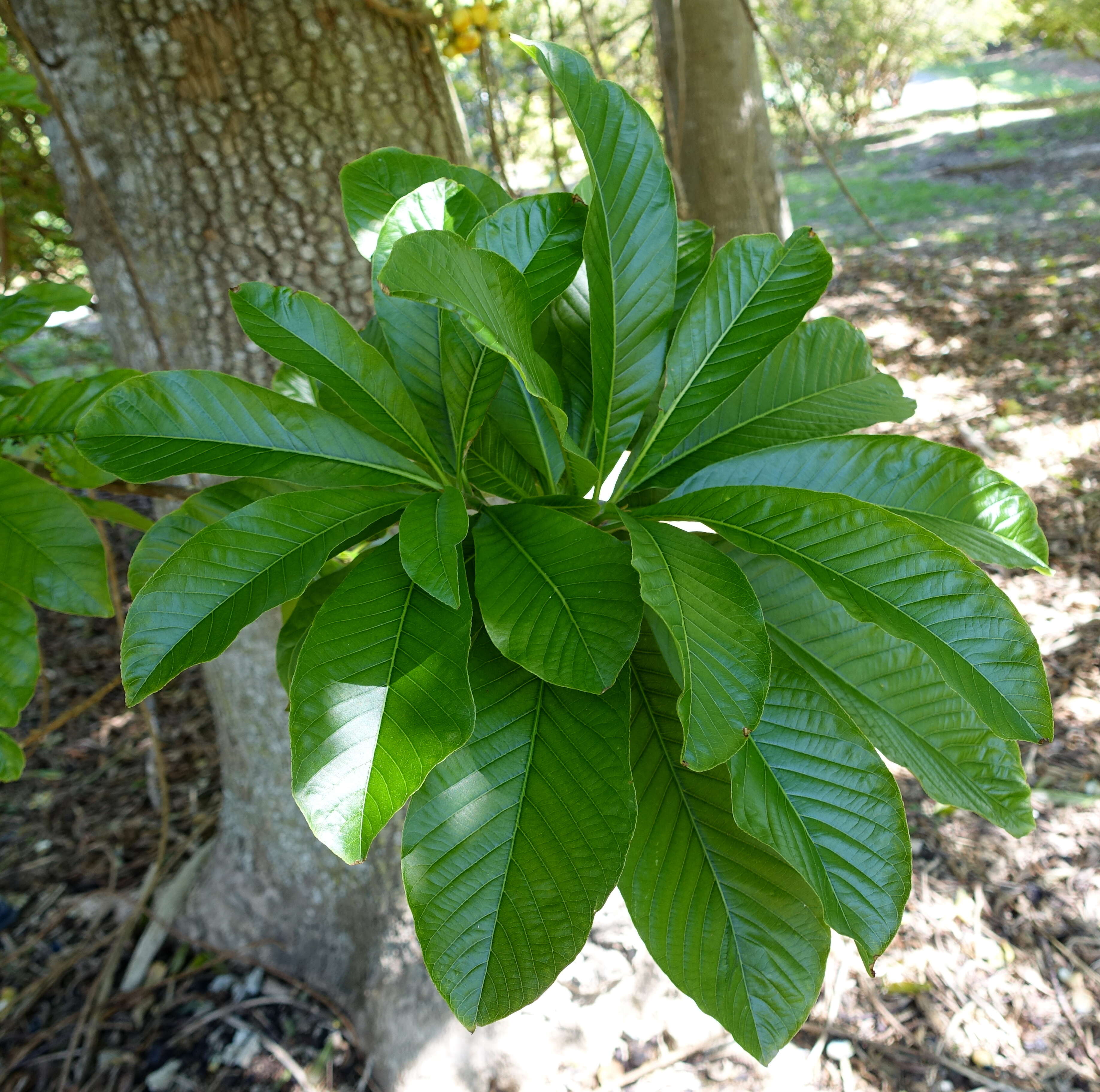 Image of Cannonball Tree