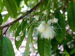 Image of Eugenia victoriana Cuatrec.