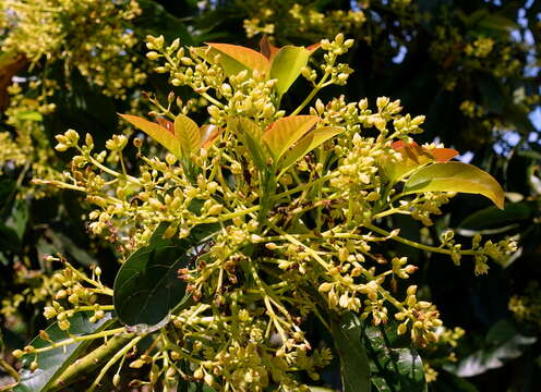 Image of avocado