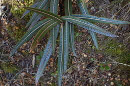 Pseudopanax crassifolius (Sol. ex A. Cunn.) K. Koch resmi