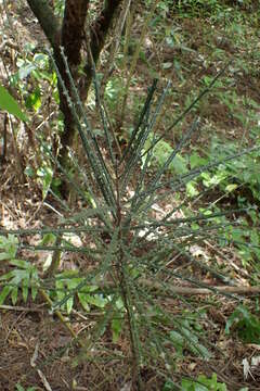 Pseudopanax ferox Kirk resmi