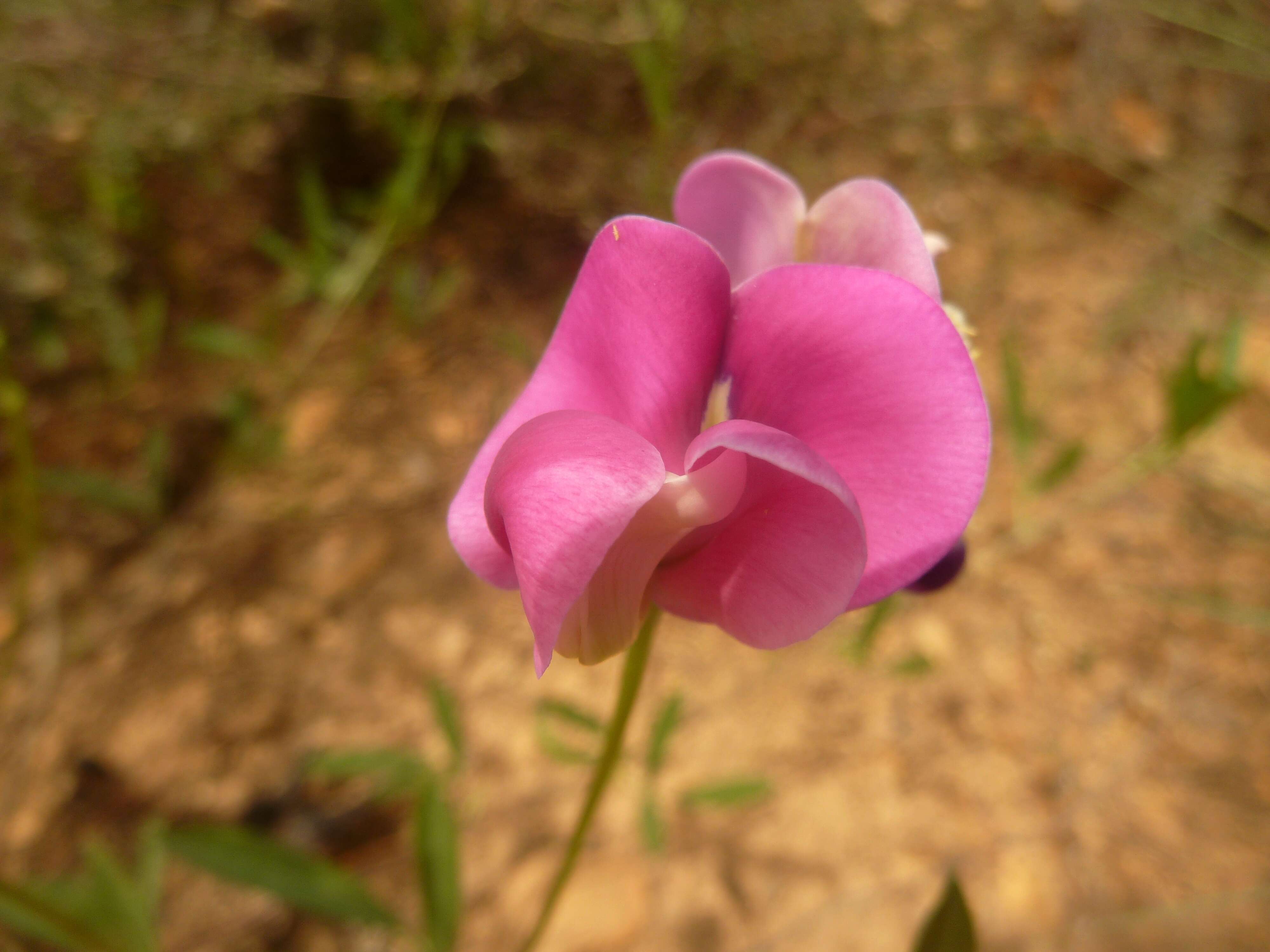 Sphenostylis angustifolia Sond.的圖片